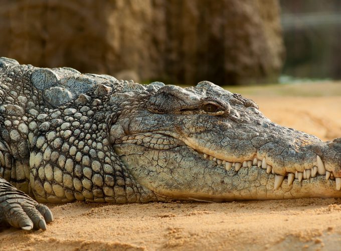 Stock Images Nile Crocodile, reptilies, Stock Images 2411310867